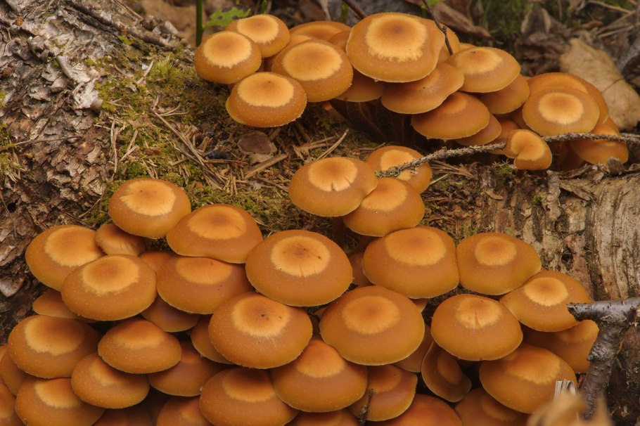 Летний опенок Kuehneromyces mutabilis