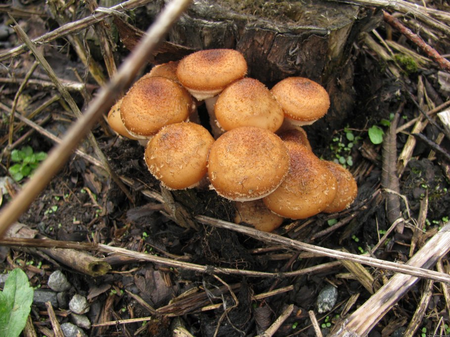 Маленькие опята