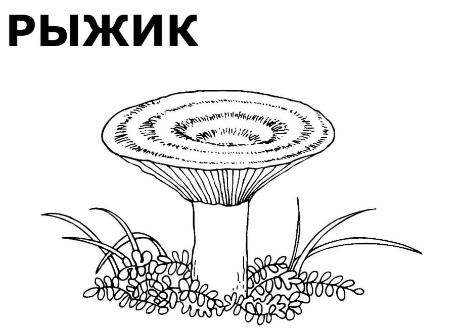 Раскраска гриб волнушка