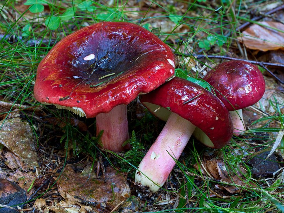 Сыроежка сардониксовая Russula Sardonia