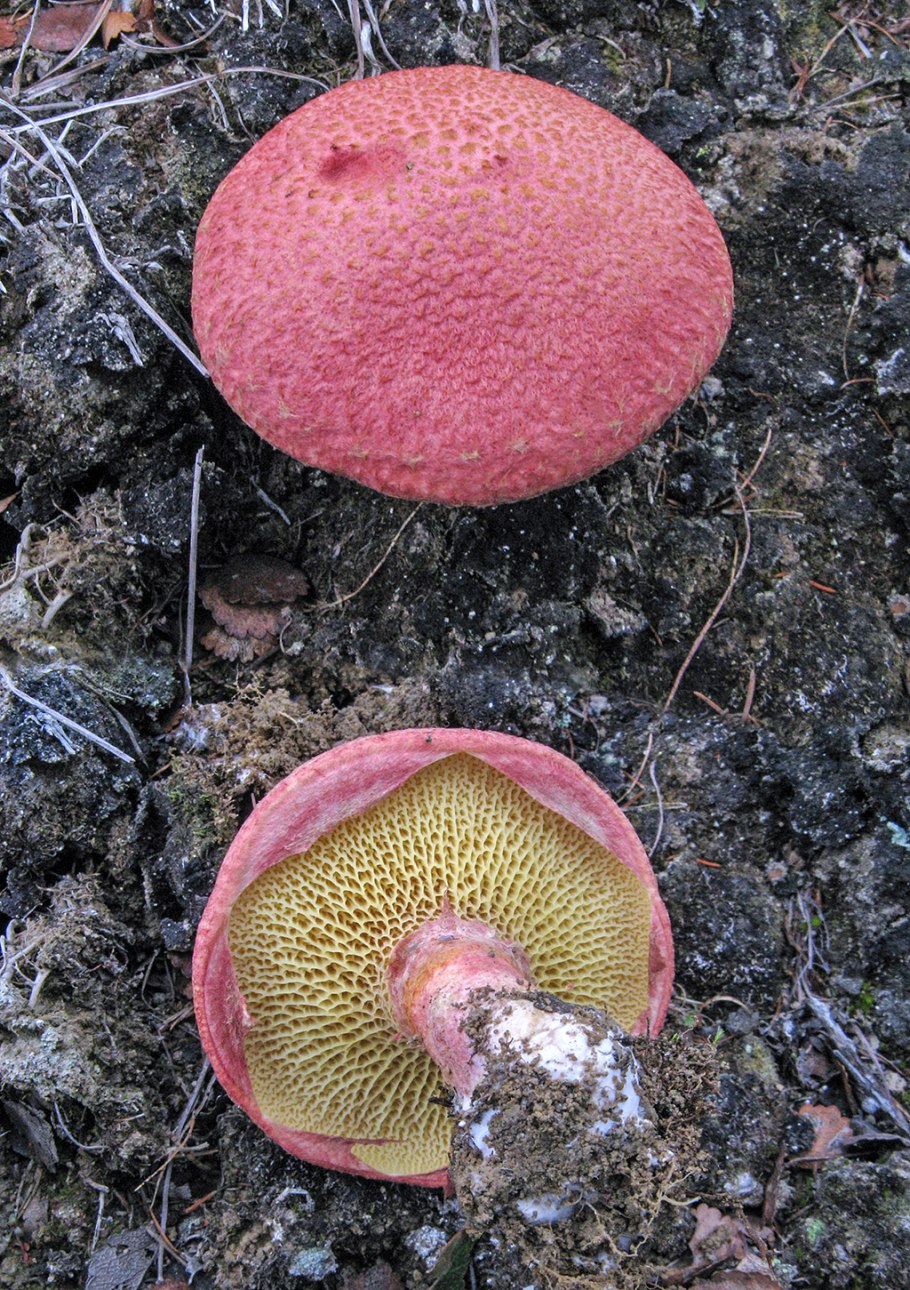 Моховик красный Xerocomus rubellus