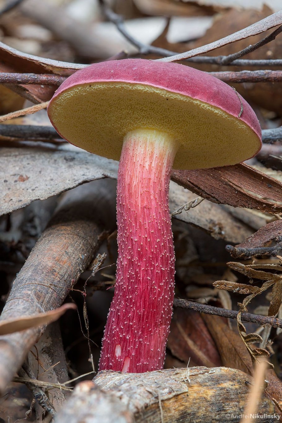 Agaricus silvaticus