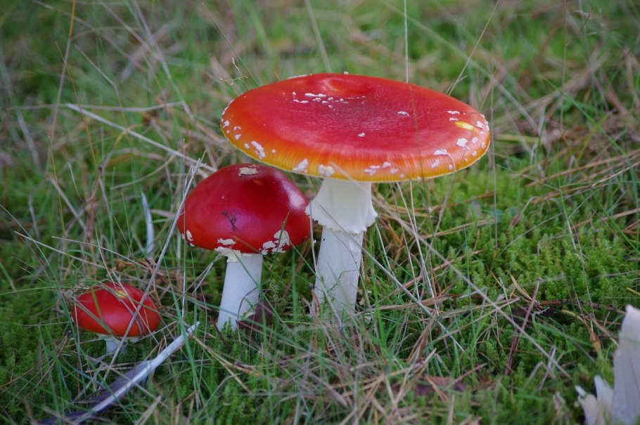Russula subnigricans