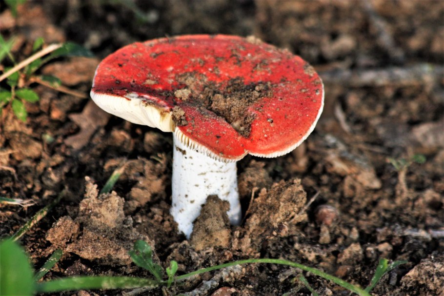 Рядовка желто-красная Tricholomopsis rutilans