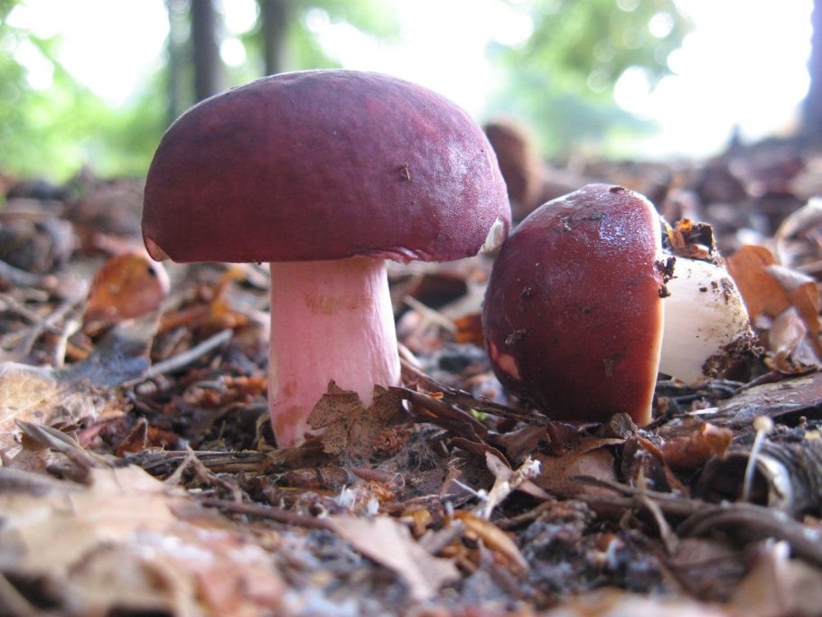 Сыроежка буреющая Russula xerampelina