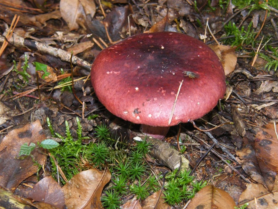 Сыроежка остроедкая Russula Sardonia