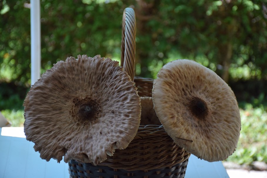 Macrolepiota procera гриб