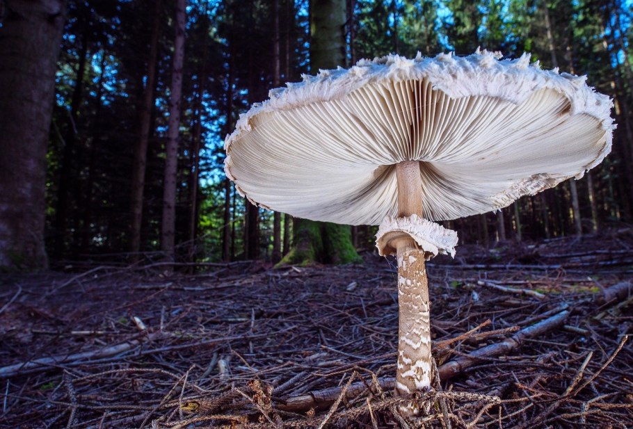 Гриб-зонтик Оливье Chlorophyllum Olivieri