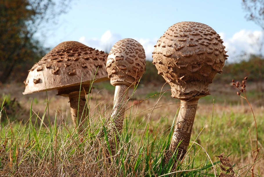 Зонтик пёстрый macrolepiota procera