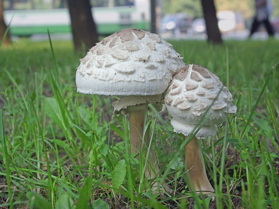 Macrolepiota procera гриб