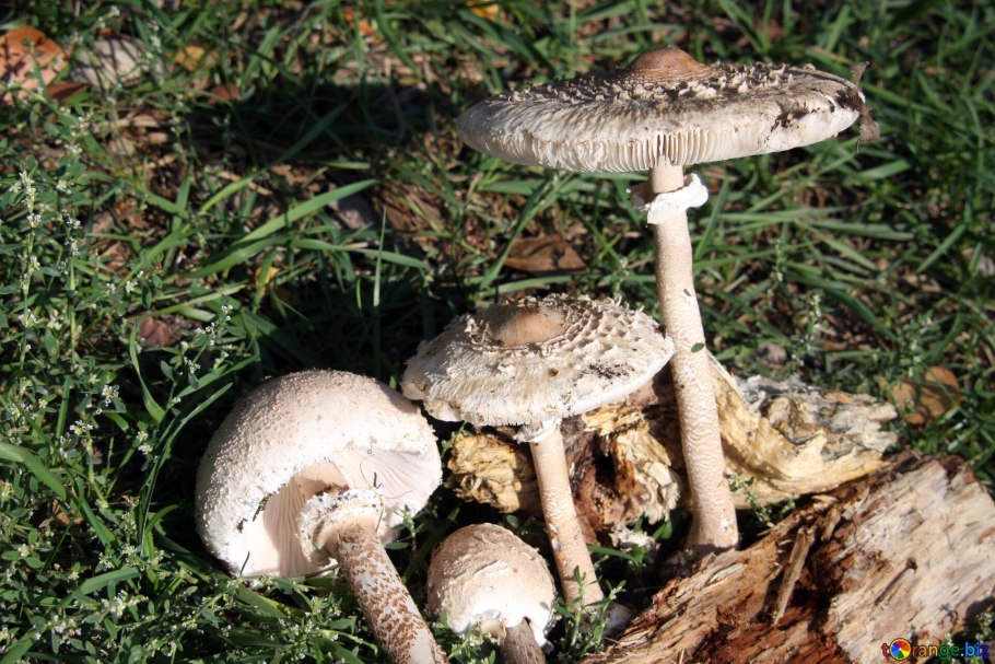 Грибы пестрый зонтик съедобные