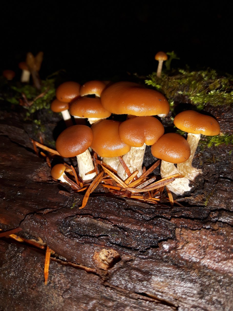 Armillaria mellea