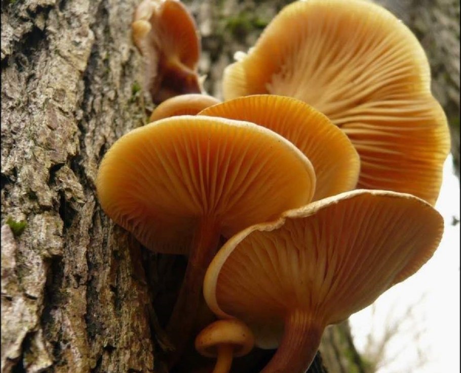 Гриб опёнок осенний