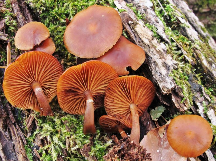 Галерина окаймлённая