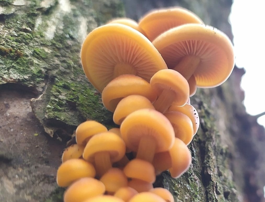 Опята хвойные