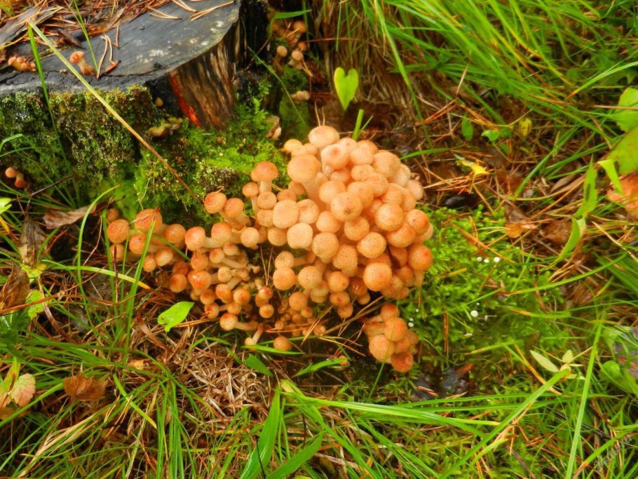 Пеньковые опята