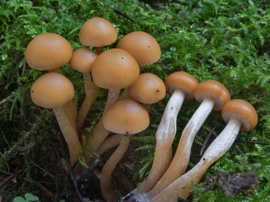 Красивые съедобные грибы