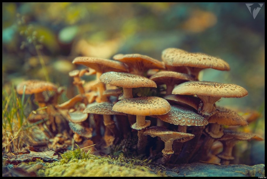 Ядовитые грибы Галерина окаймленная