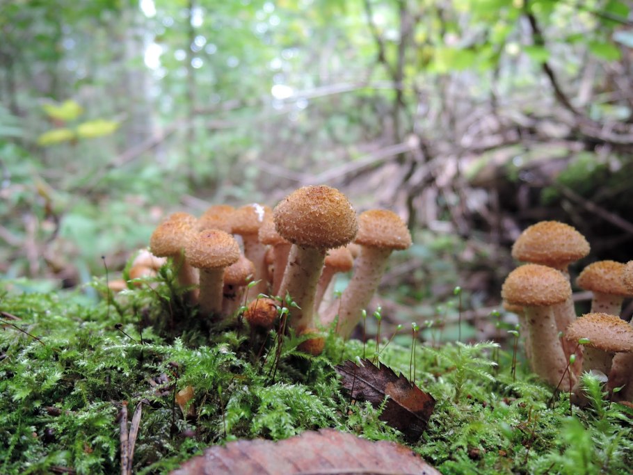 Фламмулина белая