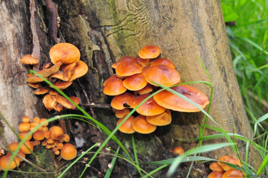 Осенние опята ложные