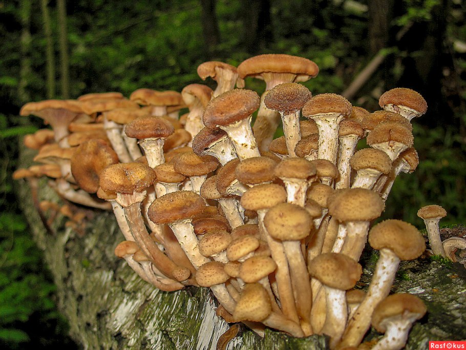 Галерина окаймлённая