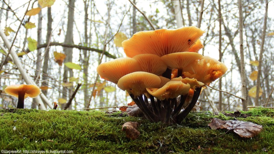 Опята фламмулина