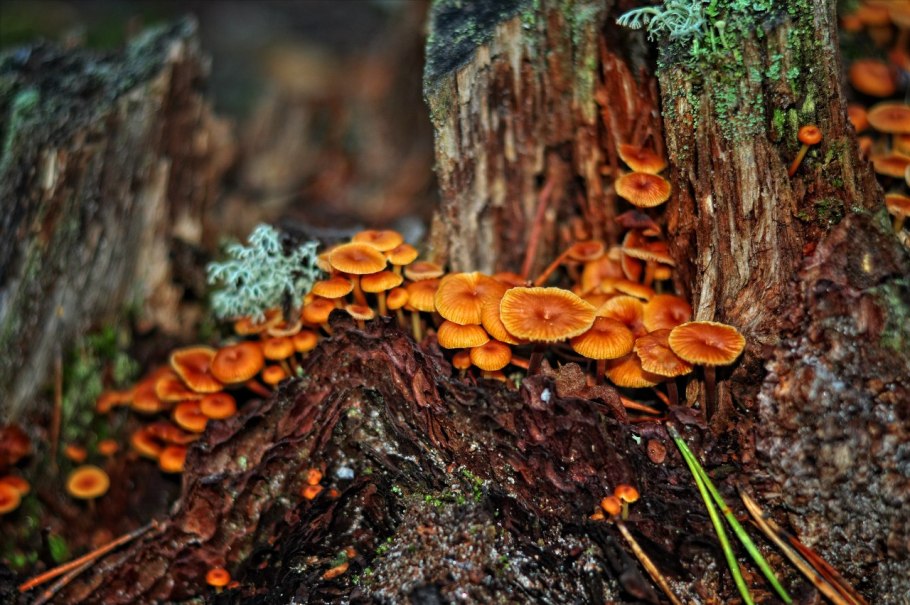 Опята пеньковые осенние