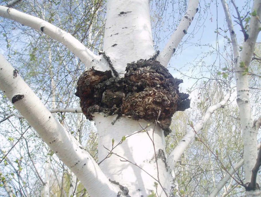 Чага на Березе