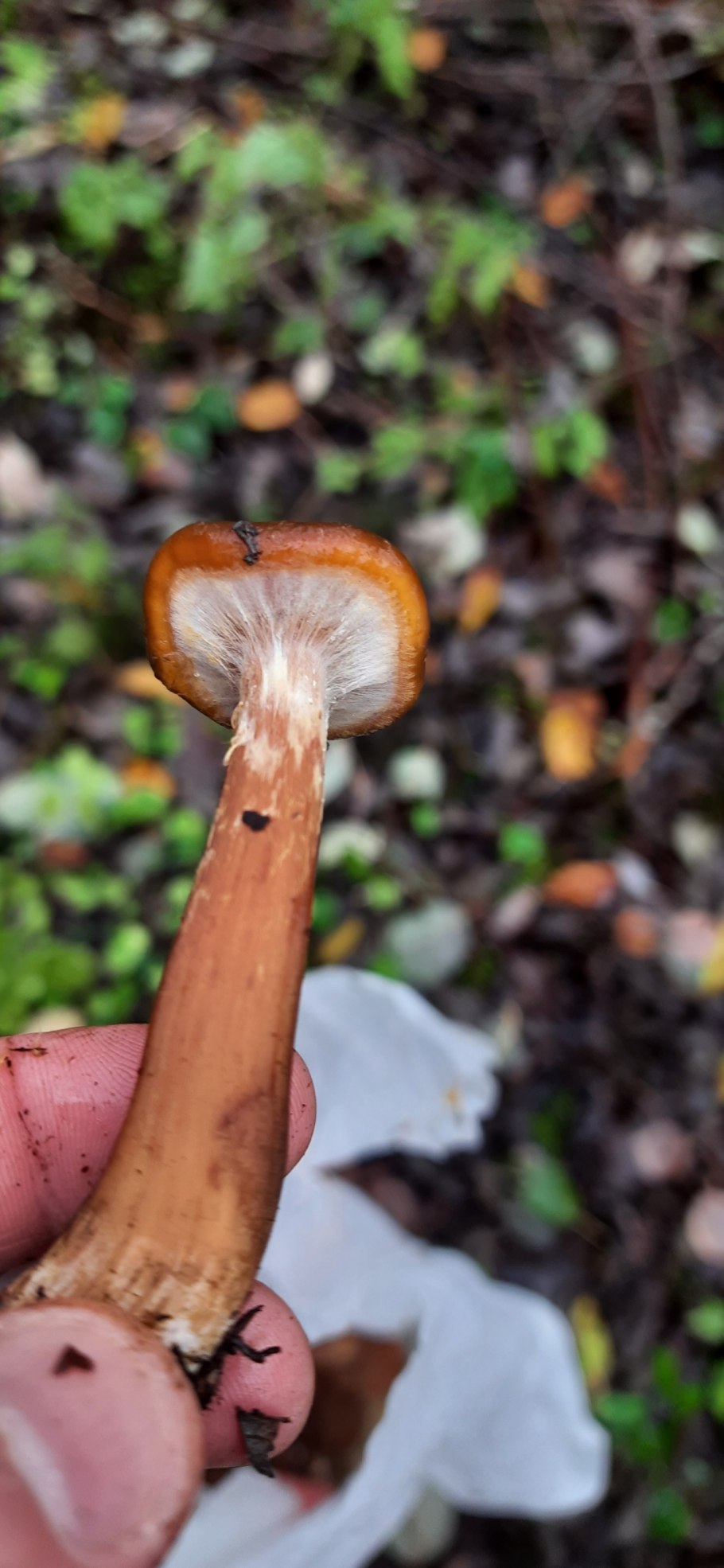 Грибы на деревьях