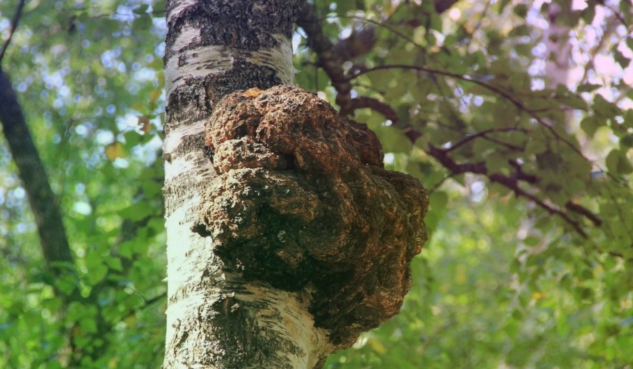 Чага (березовый гриб)