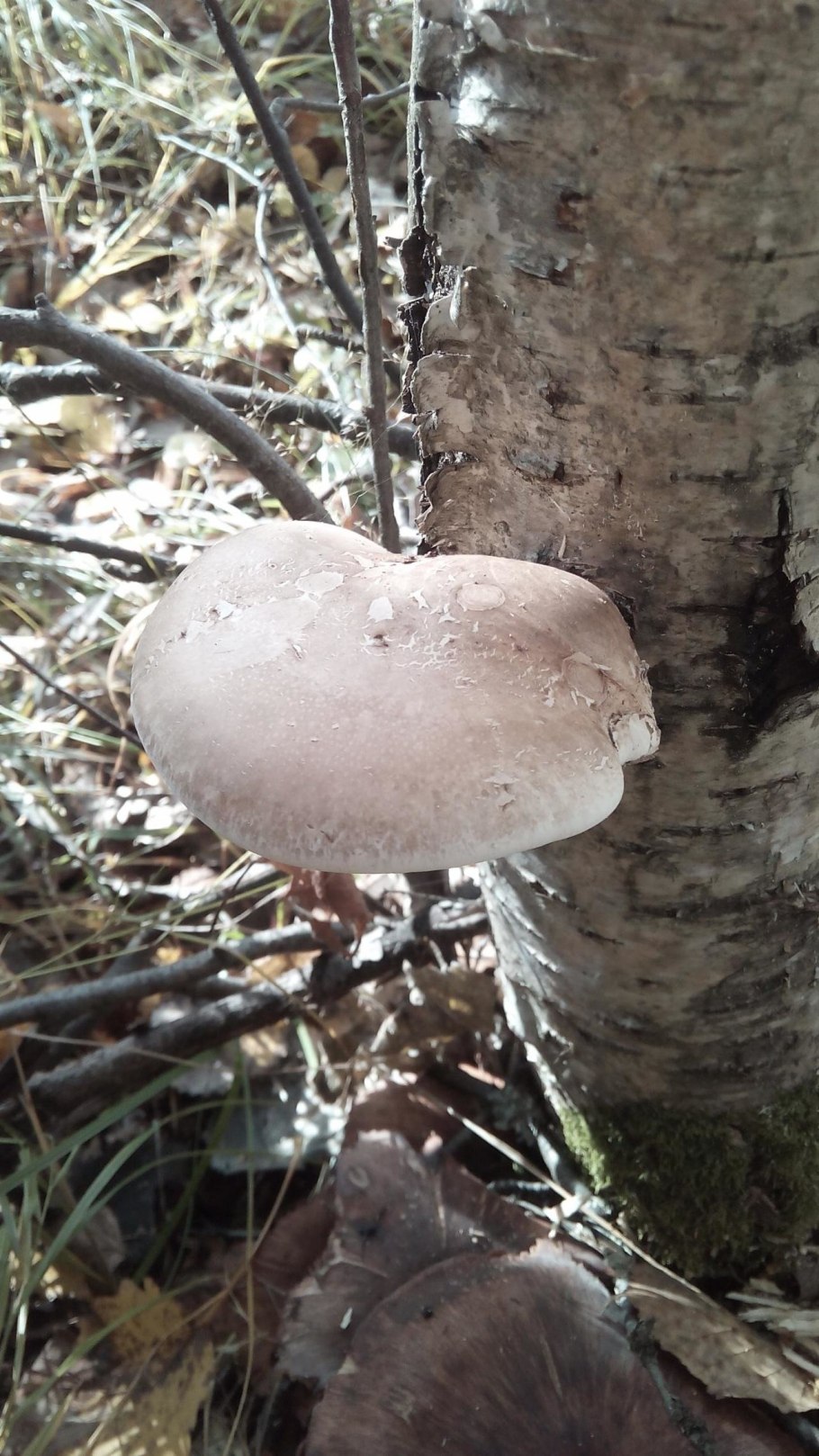 Трутовик берёзовый (Fomitopsis betulina)
