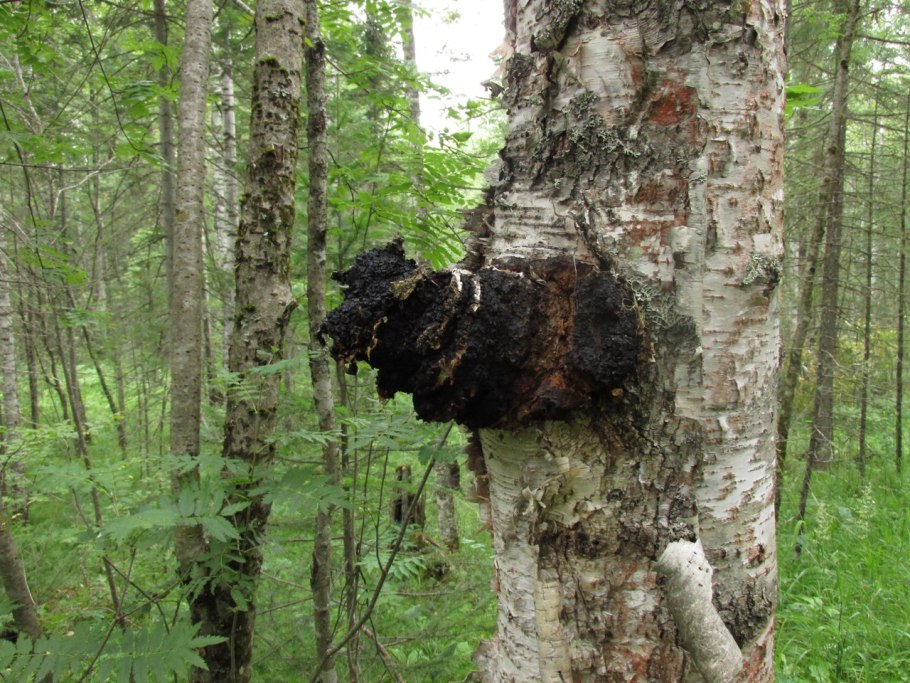 Грибы растущие на стволах деревьев