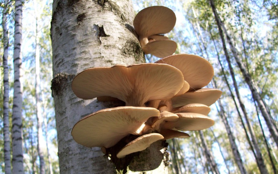 Грибы на деревьях