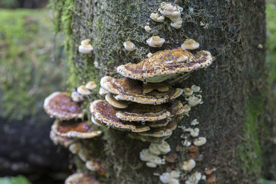 Трутовик Лучистый (Xanthoporia Radiata)