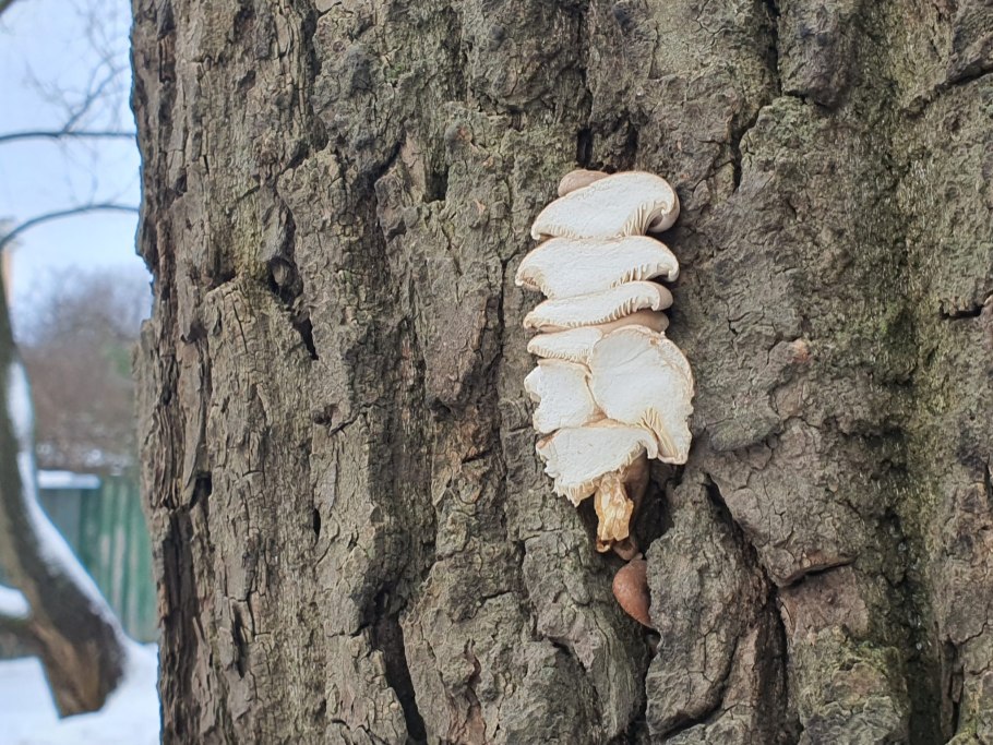 Грибы на стволе тополя