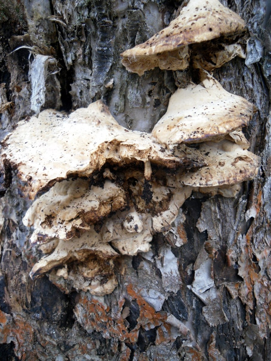 Гриб трутовик санхван