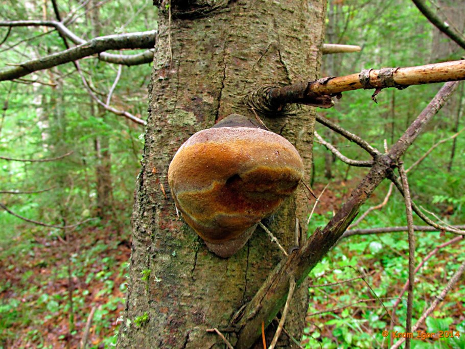 Phellinus hartigii