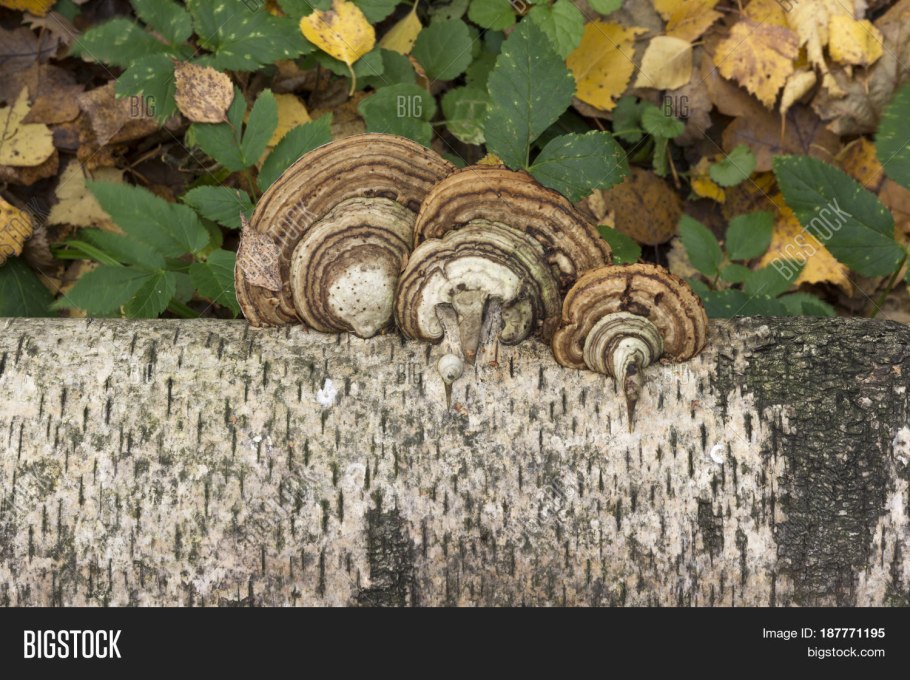 Грибы на стволе дерева Графика