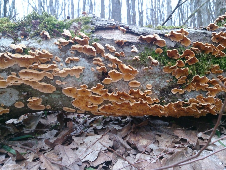 Стереум на Березе