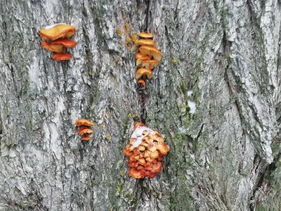 Гриб на Вязе