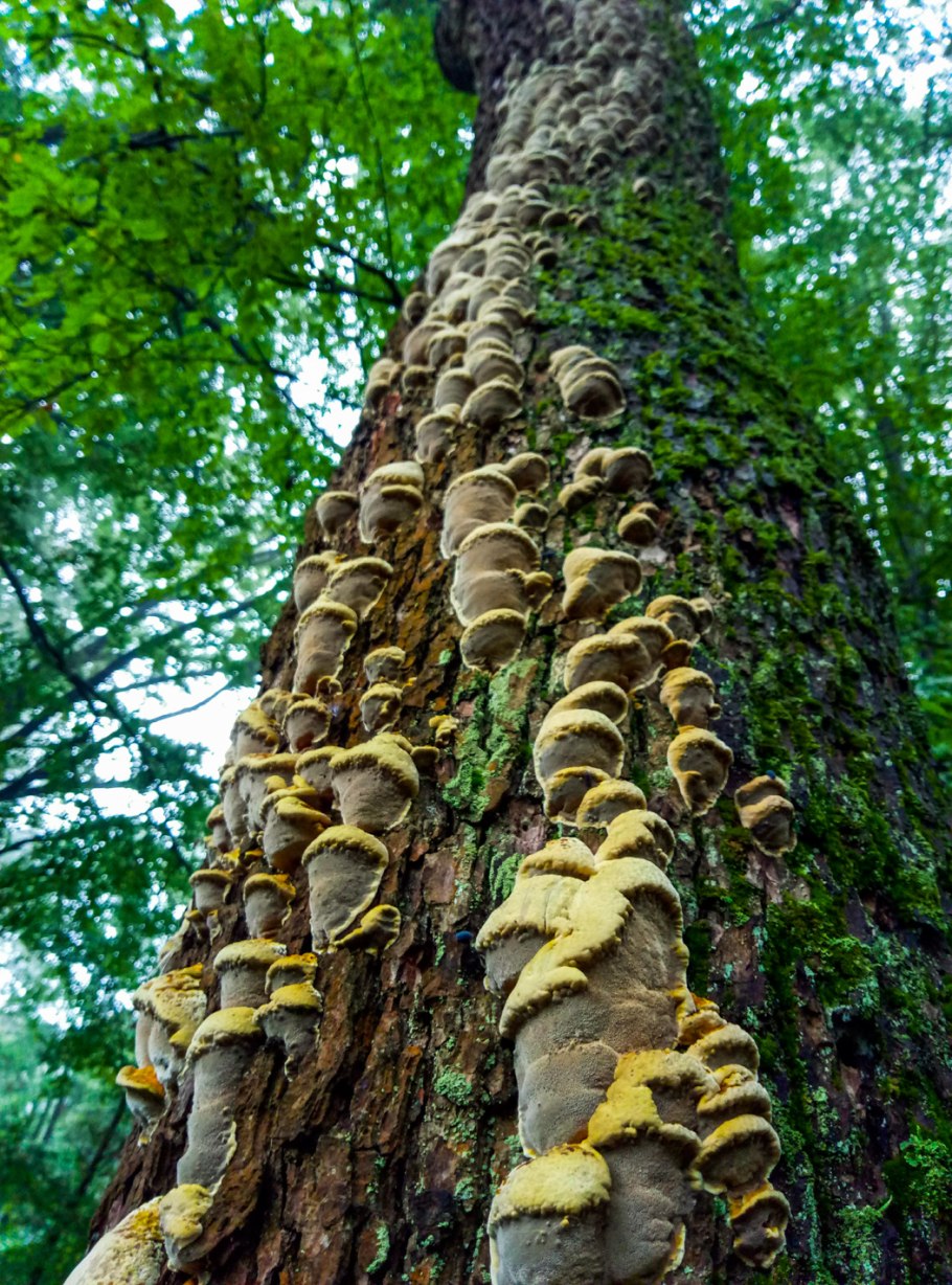 Гриб-трутовик Сосновый Бор