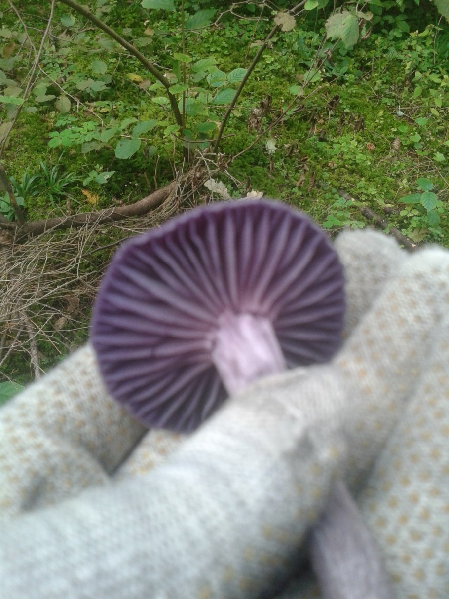 Крымский гриб с фиолетовой шляпкой