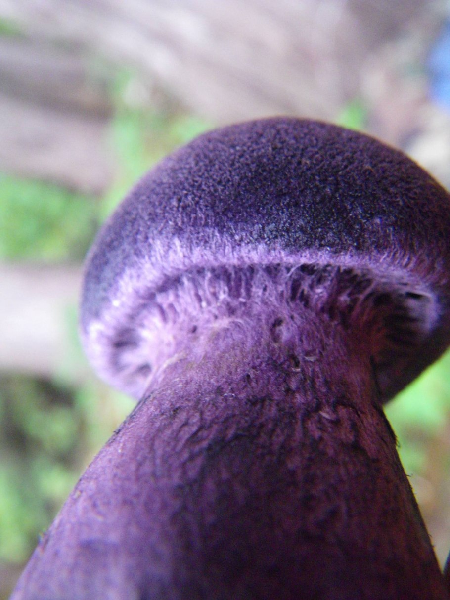 Паутинник лиловый