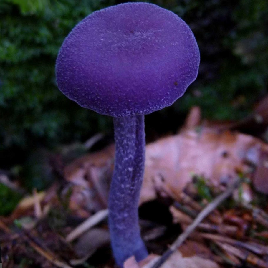 Laccaria amethystina
