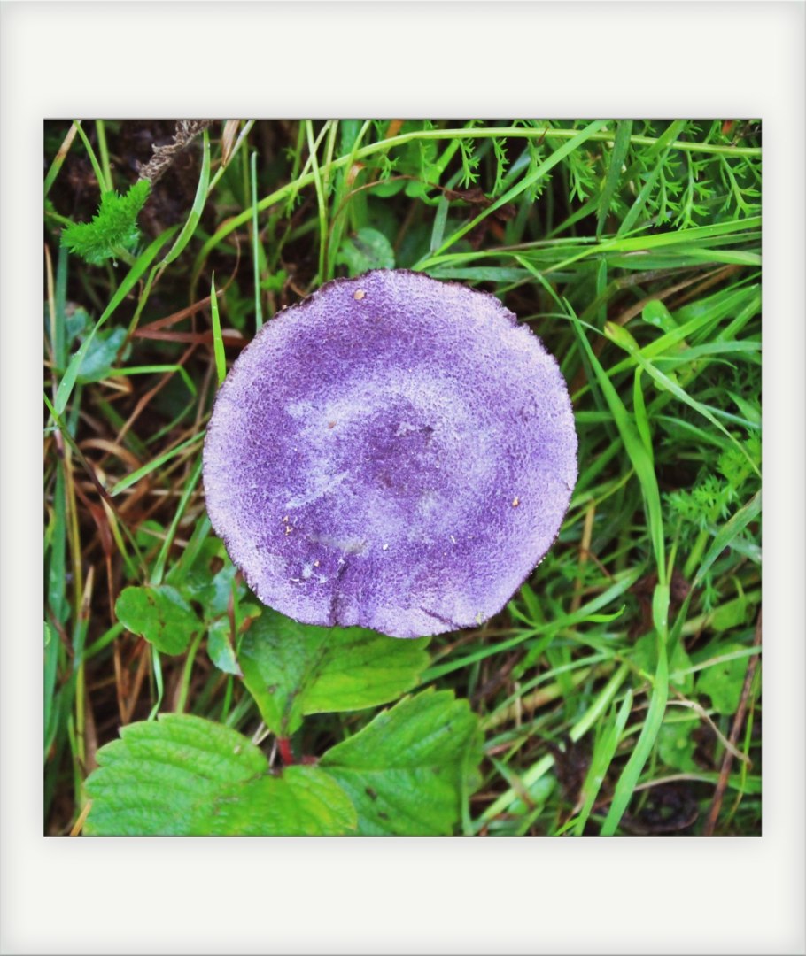 Гриб с фиолетовой шляпкой