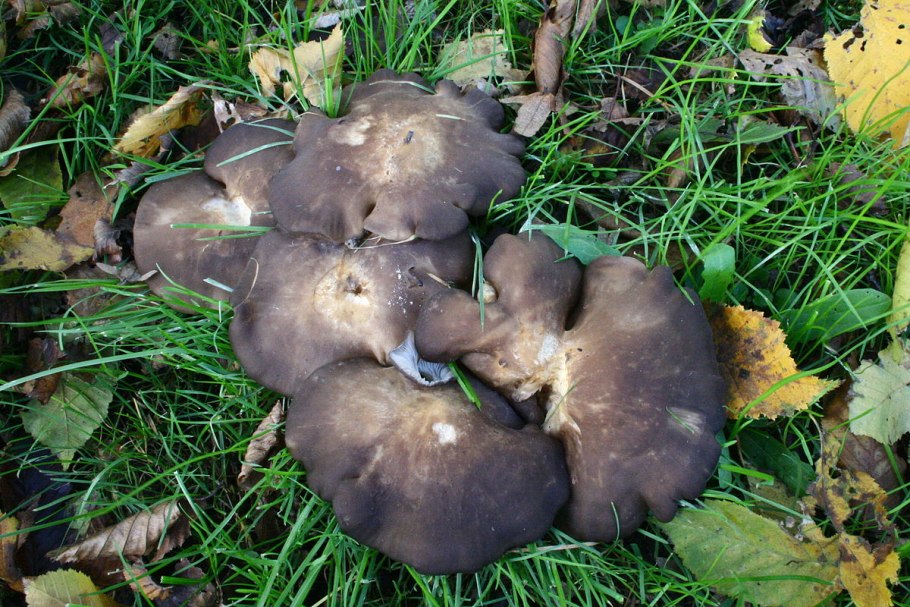 Lyophyllum loricatum)