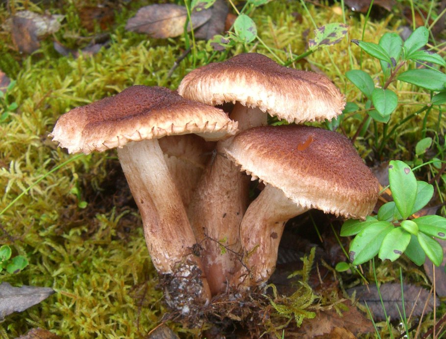 Рядовка волнисто-ножковая Tricholoma pessundatum