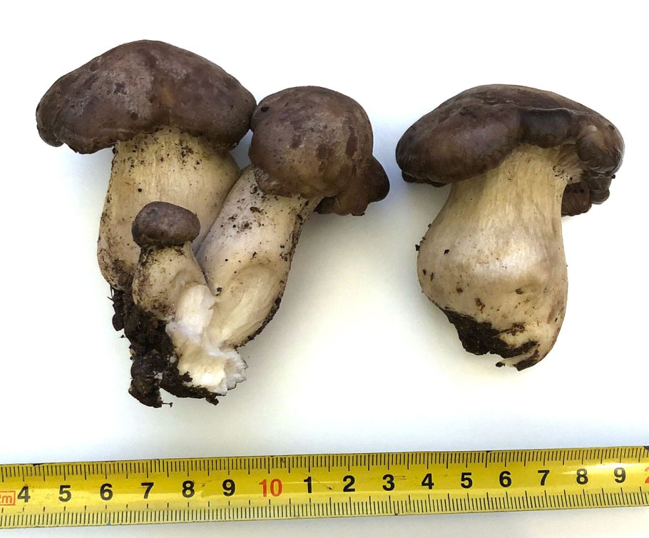 Рядовка скученная Lyophyllum decastes съедобная