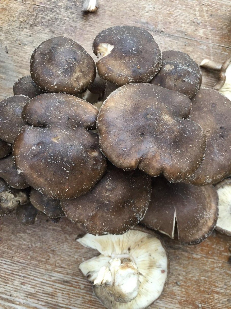 Рядовка скученная Lyophyllum decastes съедобная