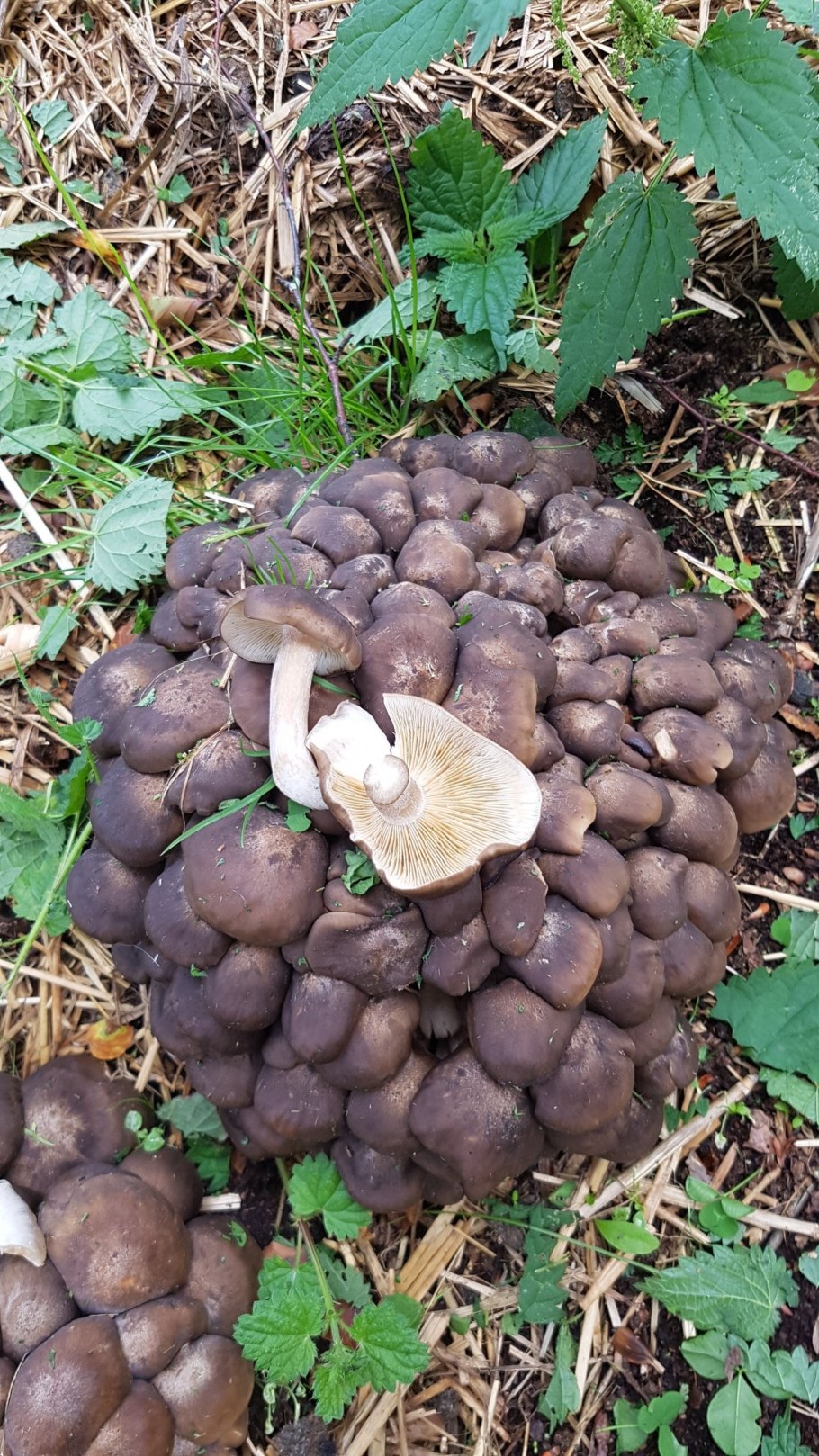Рядовка серая Tricholoma portentosum.